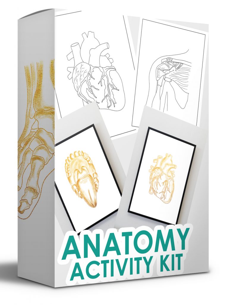 Anatomy-Activity-Kit-Coloring-Book-Free-Download
